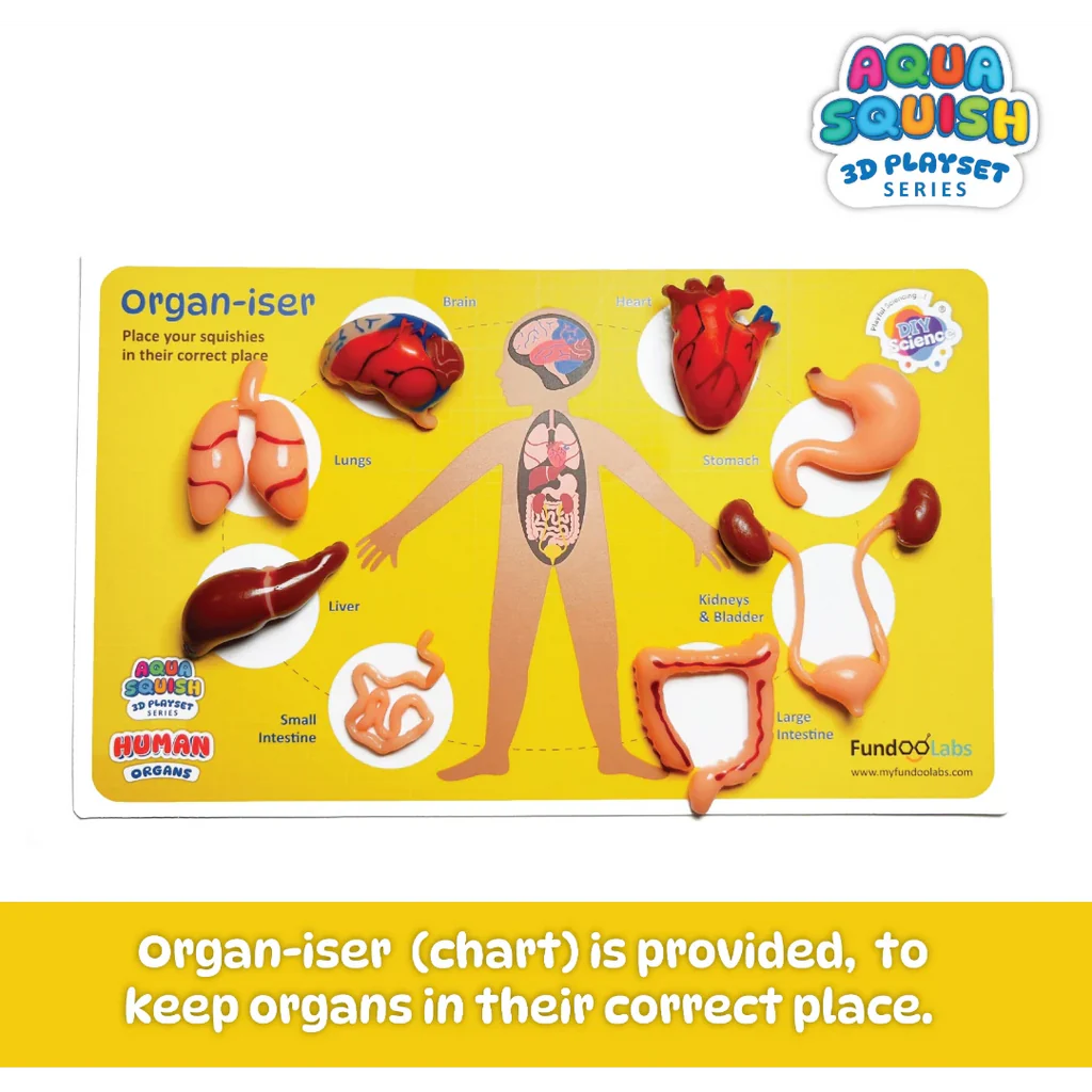Aqua Squish - Human Organs Kit