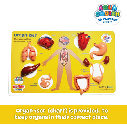 Aqua Squish - Human Organs Kit